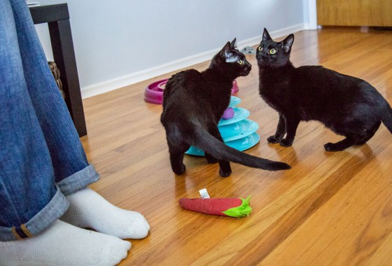 How to calm a cat in heat