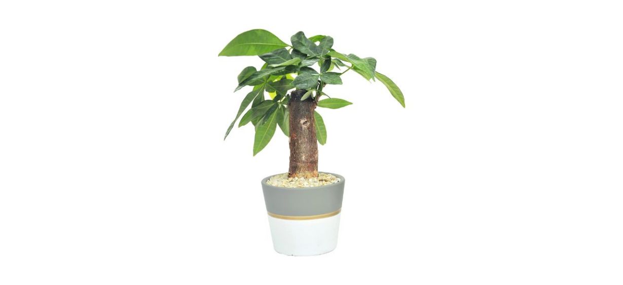 Costa Farms Mini Money Tree planted in a white and gray pot