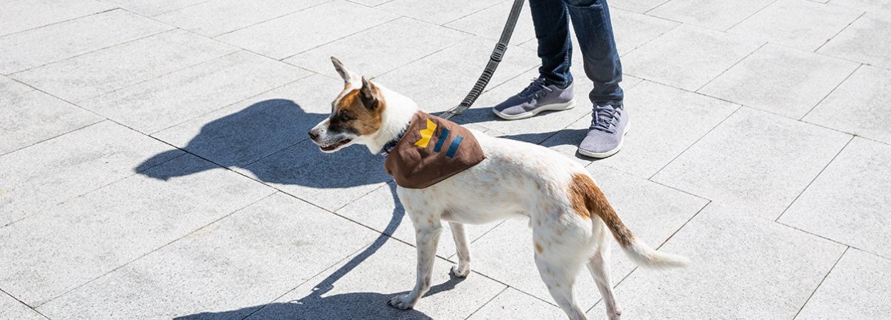 5 Best Dog Harnesses - Oct. 2023 - BestReviews