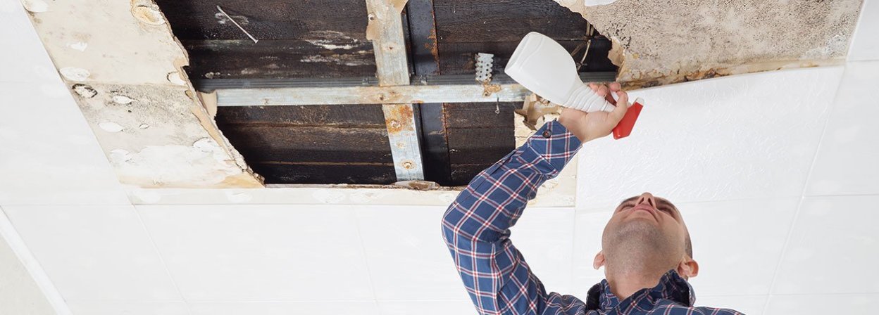The 5 Best Mold Removers of 2024