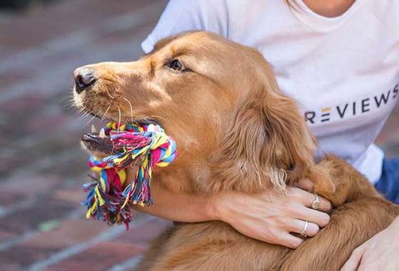 Best Dog Rope Toys