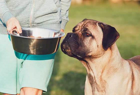 Best Giant Breed Dog Food