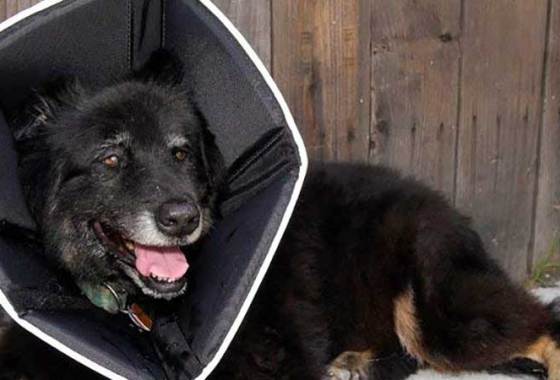 Best Pet Recovery Collars
