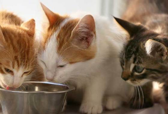 Best Cat Chow Cat Food