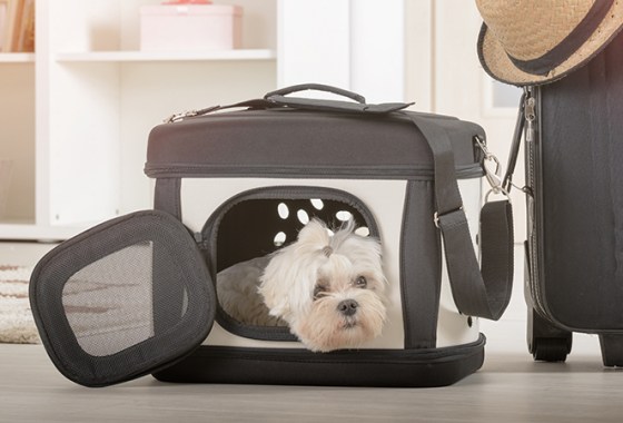 Best Soft-sided Carriers for Dogs