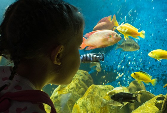 Best Aquarium Lights