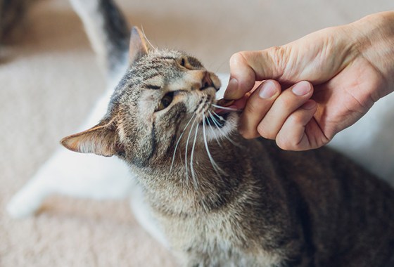 Best Digestive Remedies for Cats