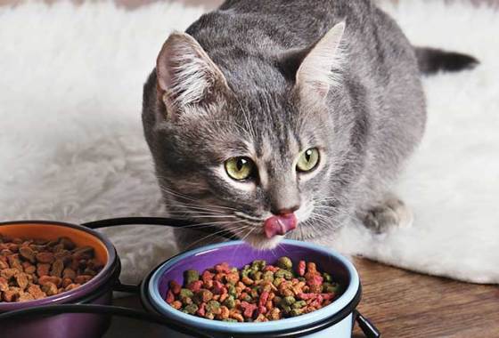 Best Human-Grade Cat Food