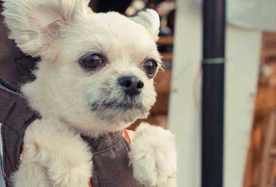 Best Pet Sling Carriers