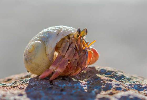 Best Hermit Crab Food