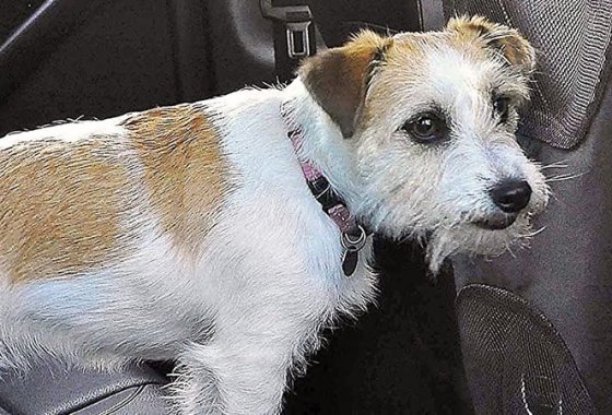 Best Car Pet Barriers