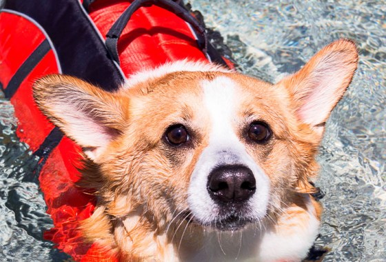 Best Dog Life Jackets
