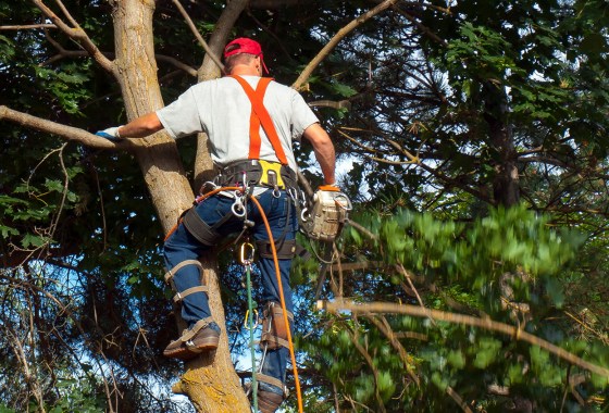 Best Tree Climbing Gear