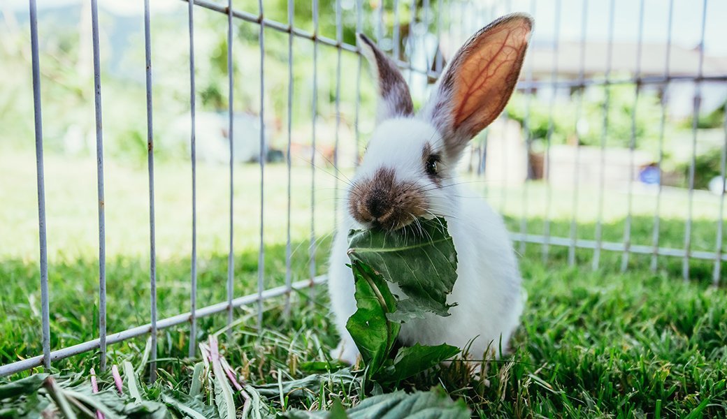 5 Best Rabbit Foods Aug. 2020 BestReviews