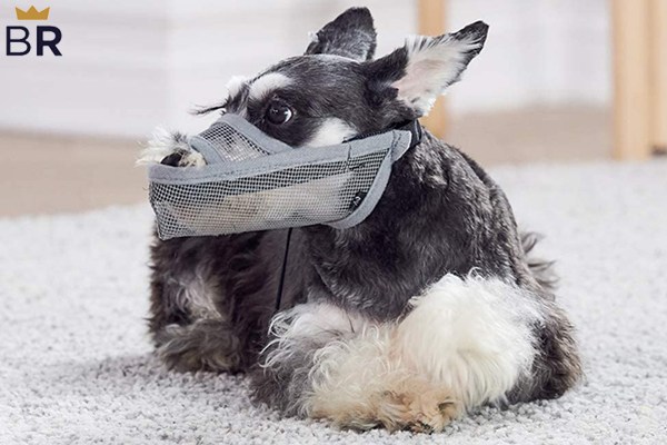 what is the best type of muzzle for a dog
