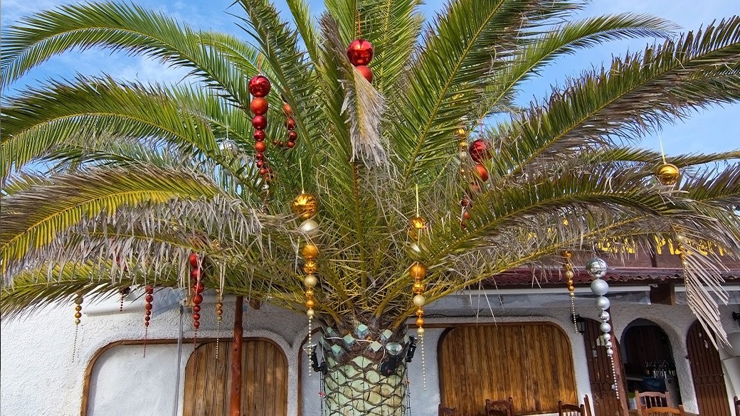 Best Christmas palm tree