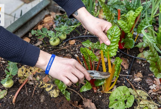 Best fertilizer for vegetable gardens