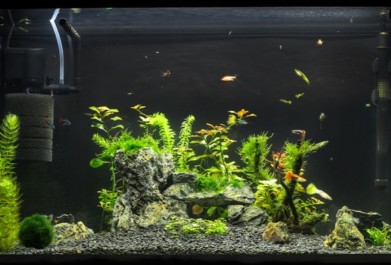 Best freshwater fish tank