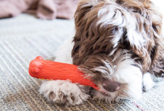 The best Outward Hound dog toy
