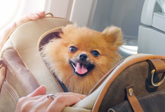 Best travel accessory for your small dog