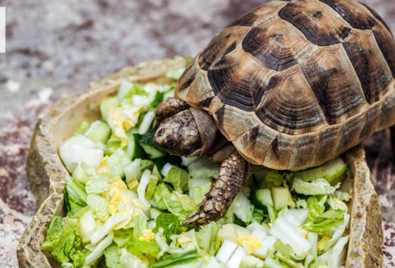 Best reptile and amphibian bowl