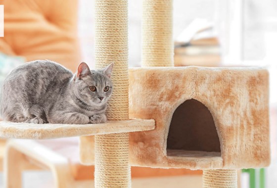 Most popular Chewy cat tree