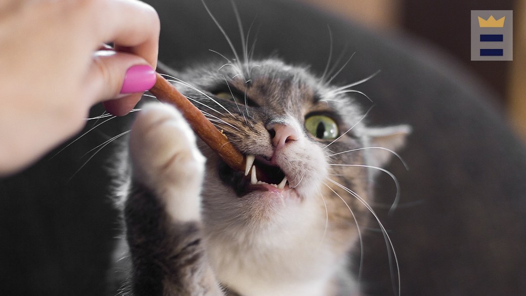 Best cat dental treat