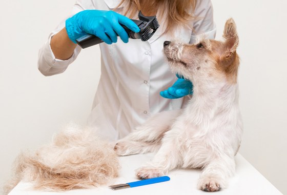 Best cordless dog clippers