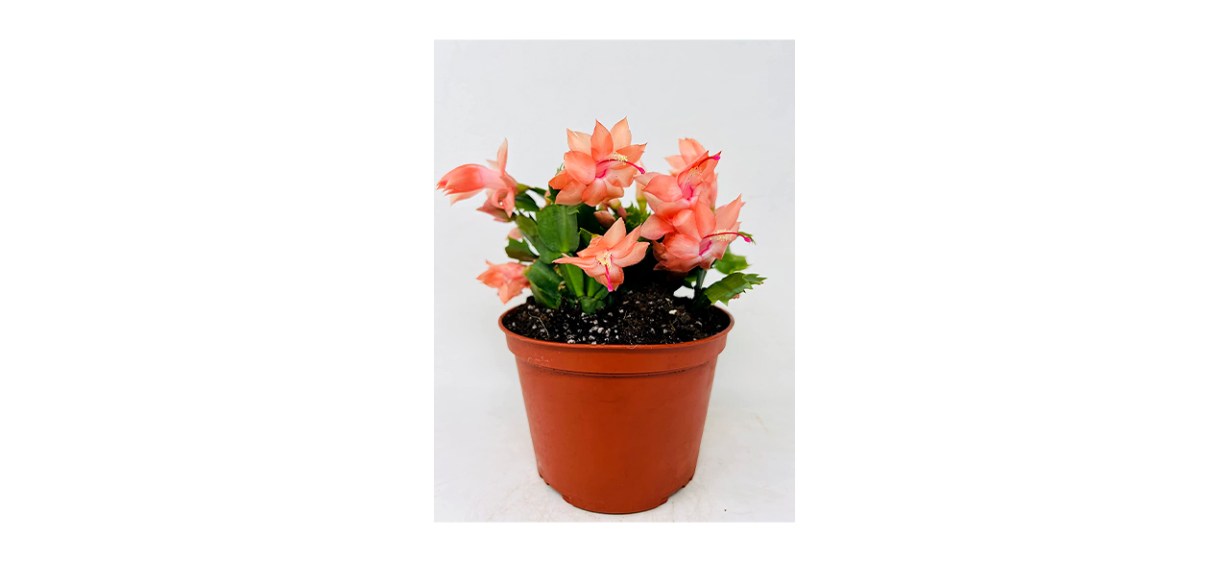 Best JM Bamboo - Orange Christmas Cactus Plant Zygocactus 