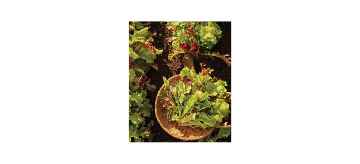 Burpee Looseleaf Blend Lettuce Seeds 