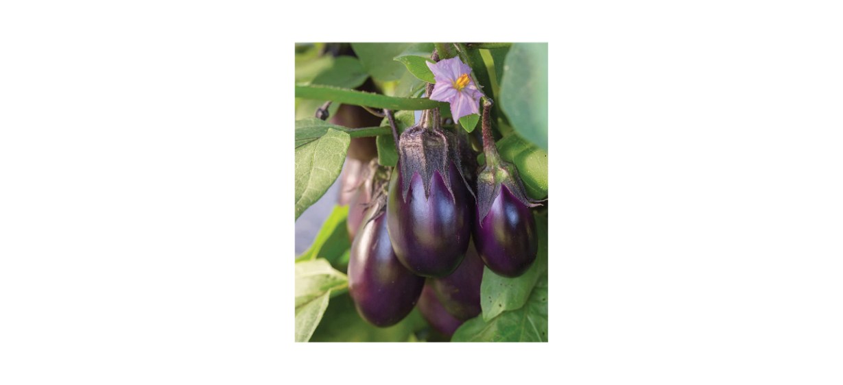Burpee Patio Baby Eggplant Seeds 30 seeds