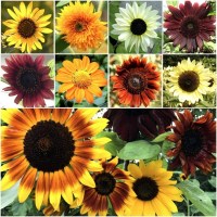 Seed Needs Sunflower Crazy Mixture