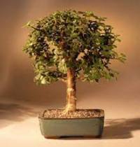 Bonsai Boy Baby Jade Bonsai Tree Complete Starter Kit